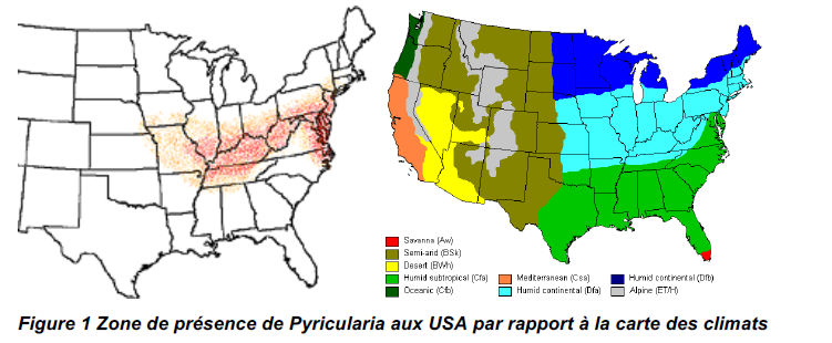 pyricularia 1