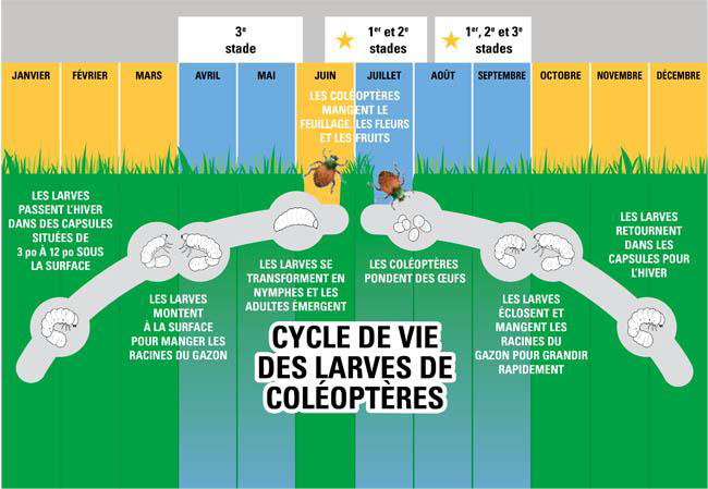 cycle de vie du coléoptère