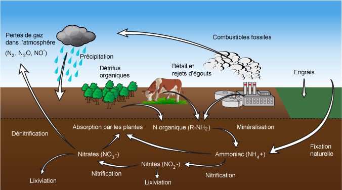 Cycle de l'azote