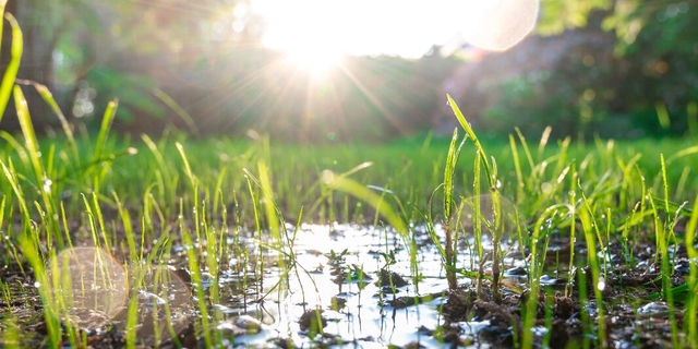 influence de la pluie sur les racines